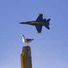 This Bay Area seagull as a pretty good seat for the show.